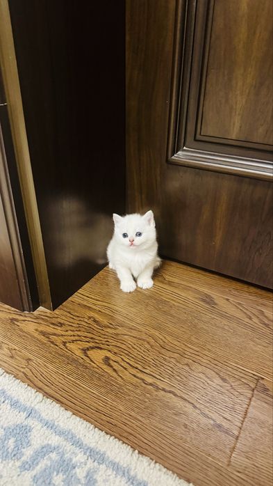 Продаётся чистокровный котята