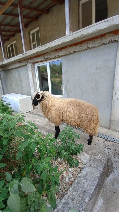 De vanzare doi berbecuti