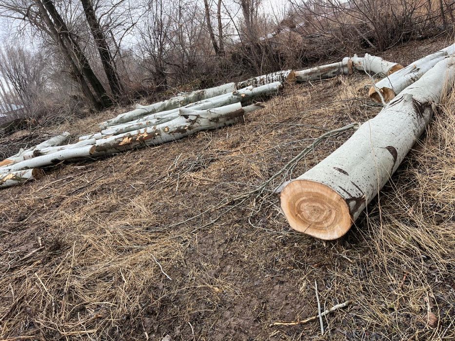 Продается тополь