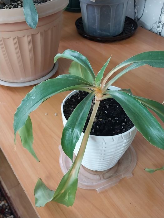 Комнатные цветы,домашние