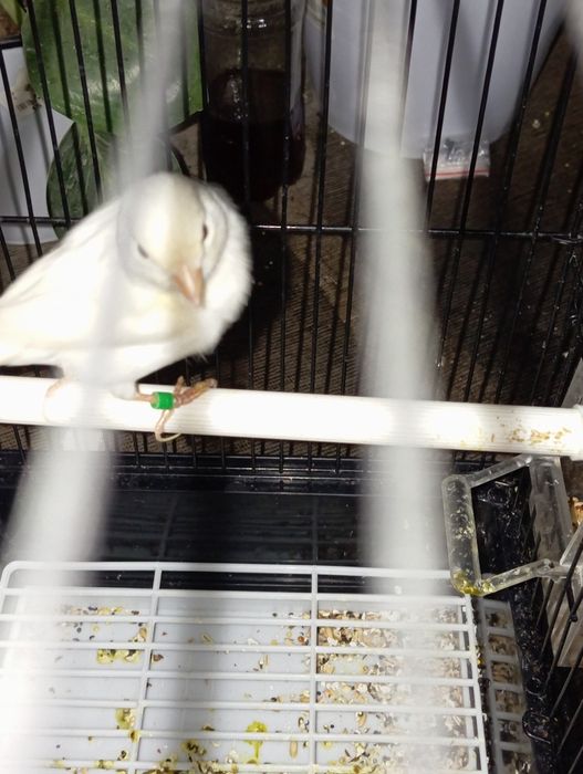 Продаю канарейки.