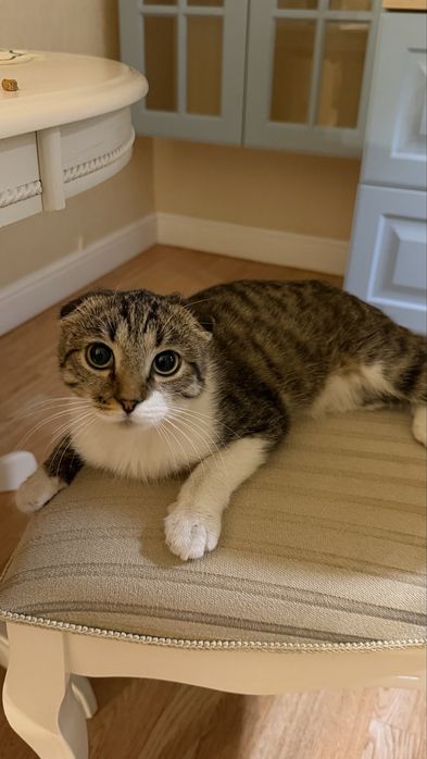 Котенок 1 годик