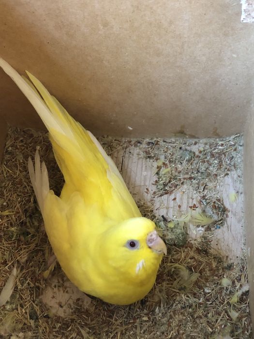 1 yarim yoshli soppa sog’ albinos qushla