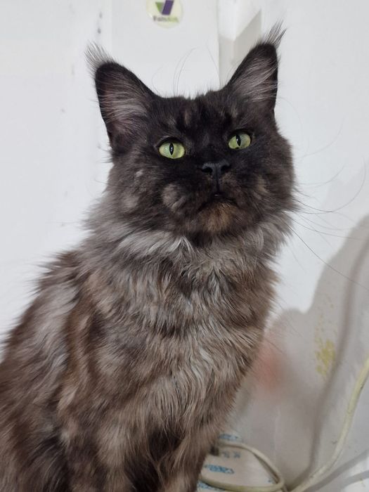 Кошечка Мейн - кун