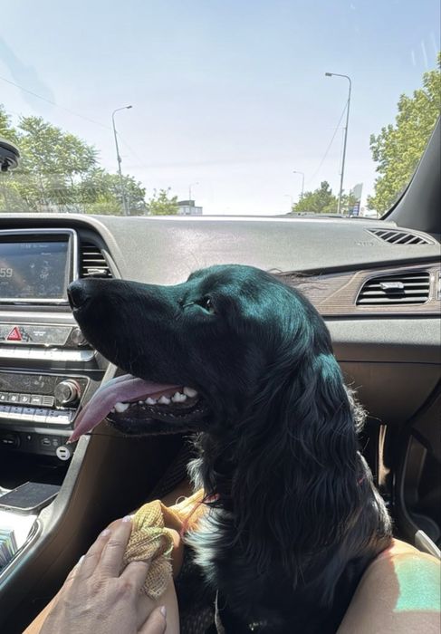 Ищем невесту для спаниеля