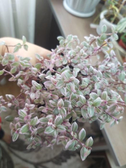 Розовая пантера каллизия