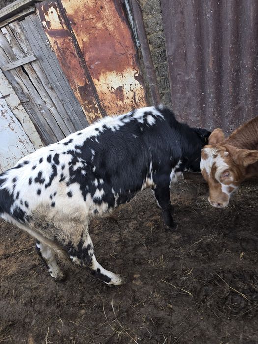 Продам быков 750тысечь за двоих