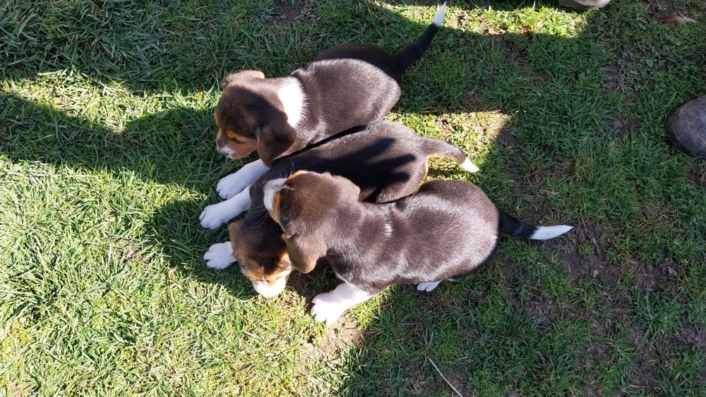 Бигъл Бигълчета Чистокръвни