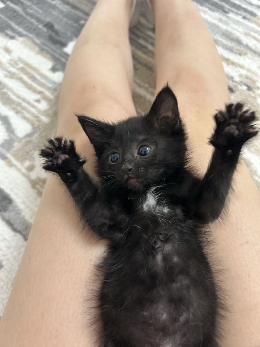Котенок в добрве руки