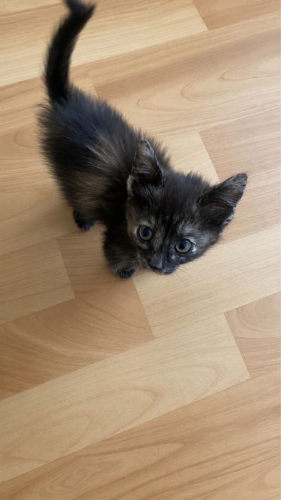 Котенок(девочка),в добрые руки