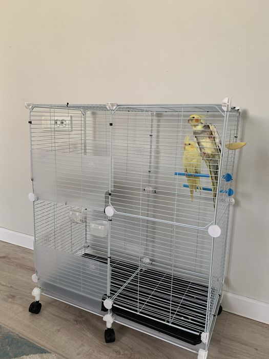 Продаеются попугаи корелла