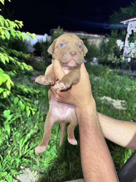 Pitbull bolalari