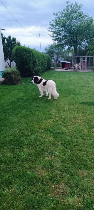 Vând femelă Ciobanesc de Bucovina.