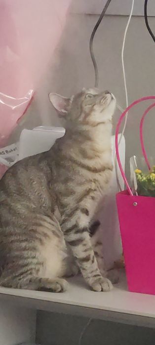 Отдаю кота бесплатно