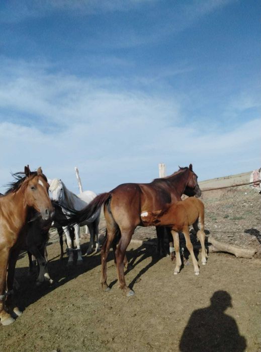 Құлынды бие сатылады