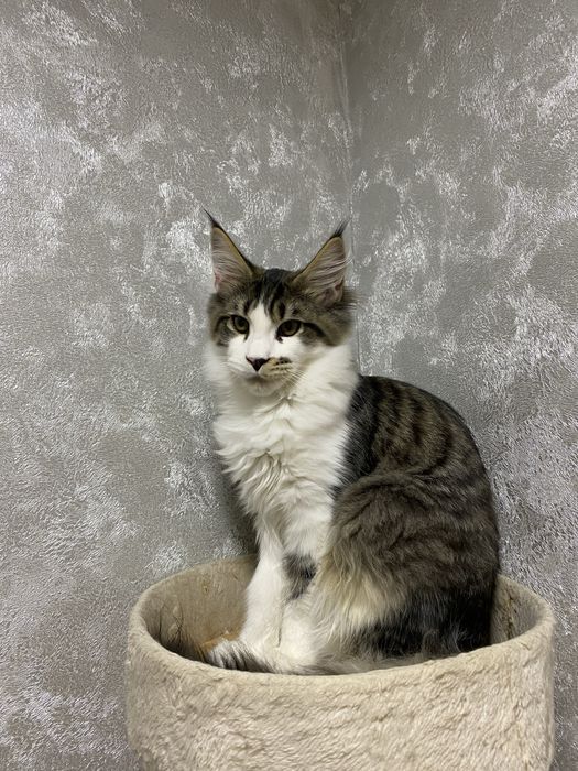 Котенок мейн кун