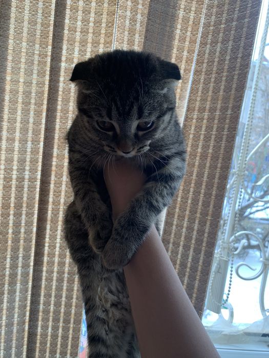 продам вислоухую кошку
