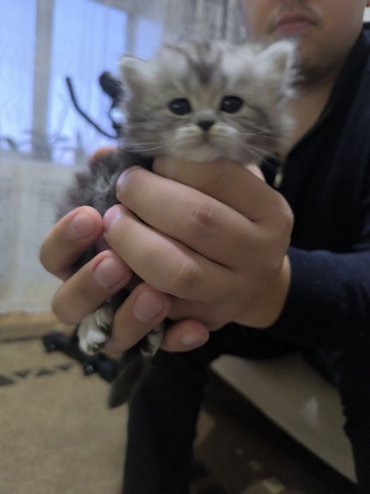 Продам котят полуперс- британец