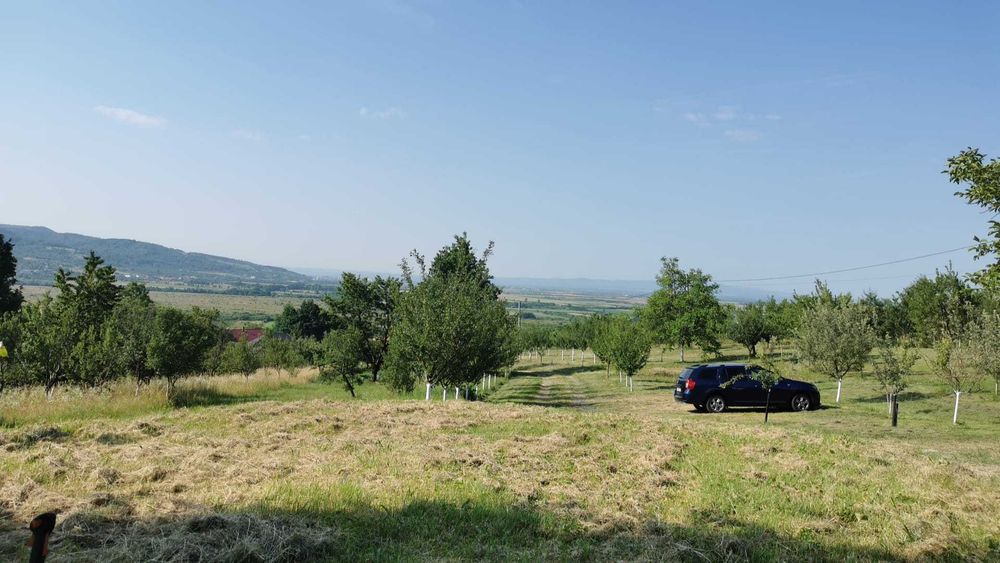 Teren Orasu Nou Vii ,Intravilan 38 Ari , Casa + Livada pomi fructiferi