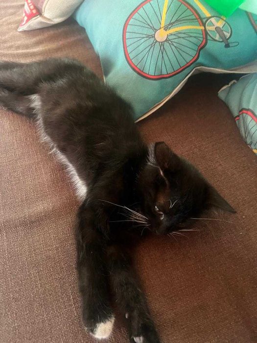 СРОЧНО! Ищет дом котенок