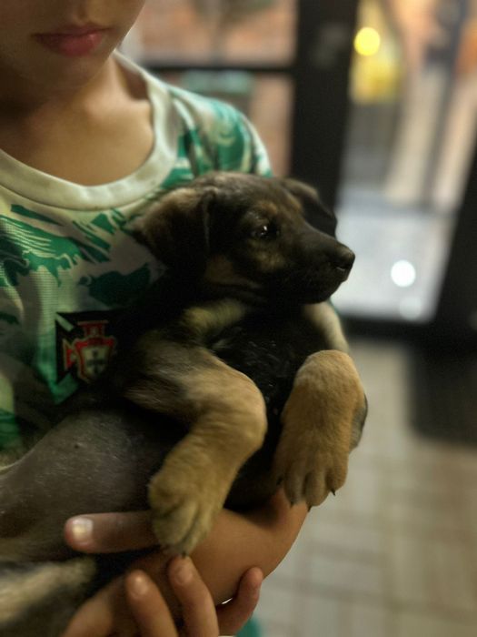Отдам щенка в добрые руки
