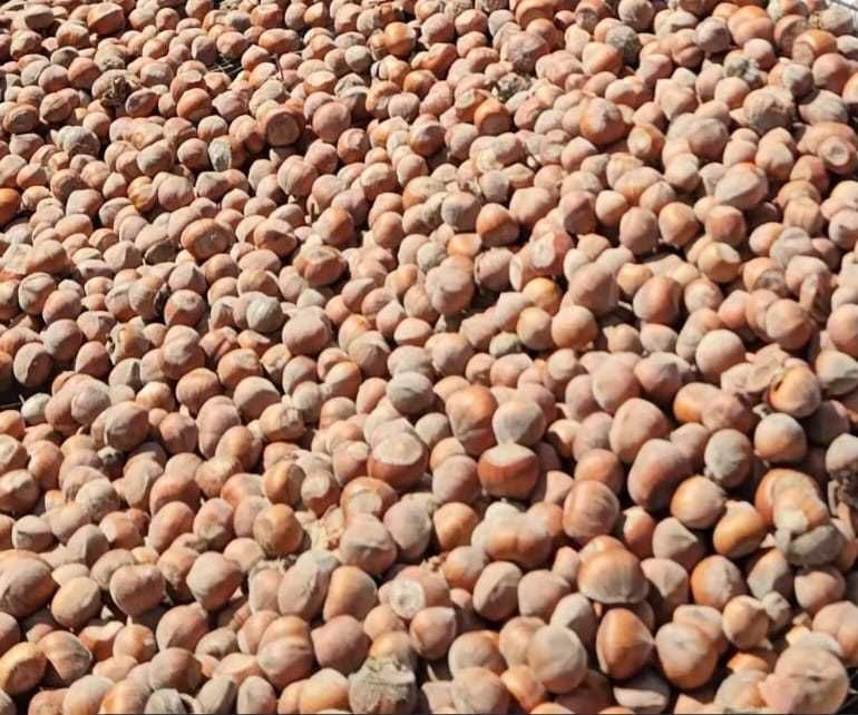 ALUNE DE PĂDURE în coajă!!! 11 lei kg!!! 2024