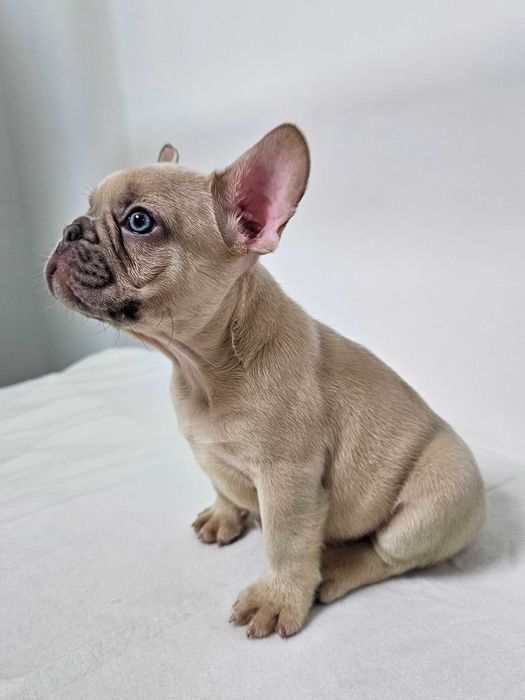Femela Bulldog Francez