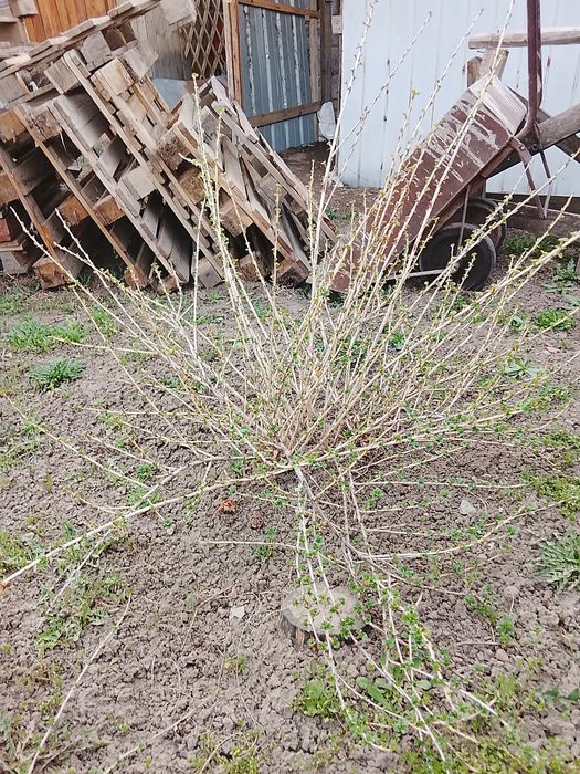 Кружовник крупный