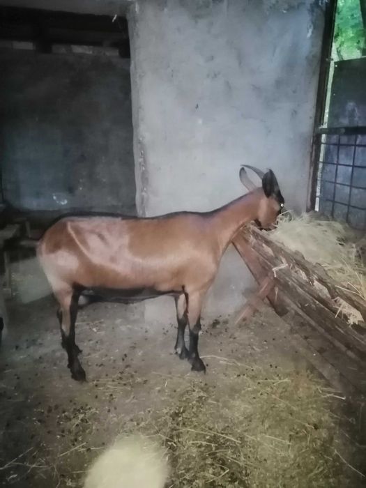 Capra alpin francez
