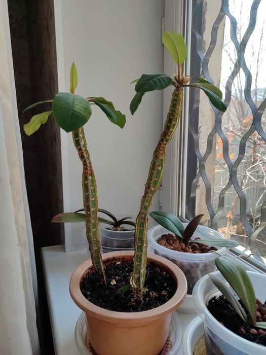 Цветы комнатные