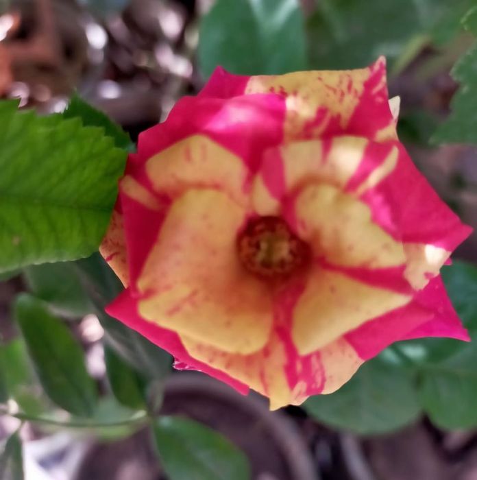 Trandafiri in ghiveci