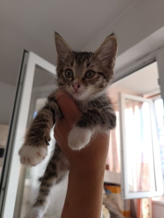 Пристраивается котёнок