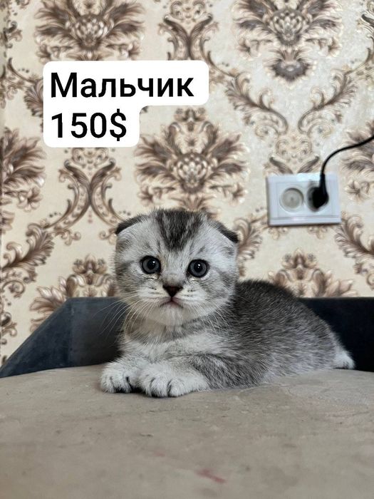 Котята девушка и мальчик