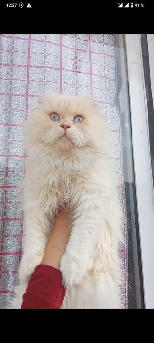 Vyazkaga qiz muwuklarni taklif qiladi