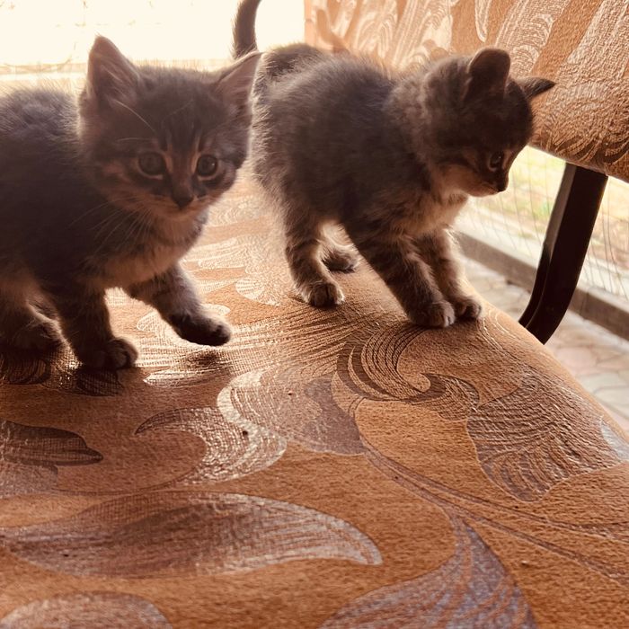 Котята милые и сладкие