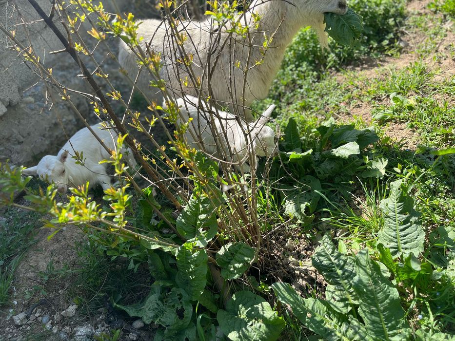 Ешкі Сатылады Орыс ешкі Шымкент