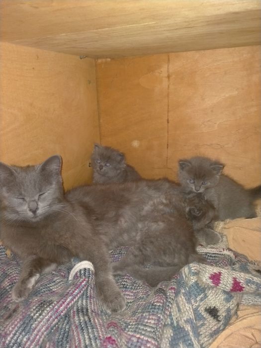Отдам милых котят в добрые руки.