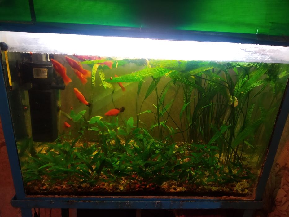 Аквариум с  растениям и рыбками