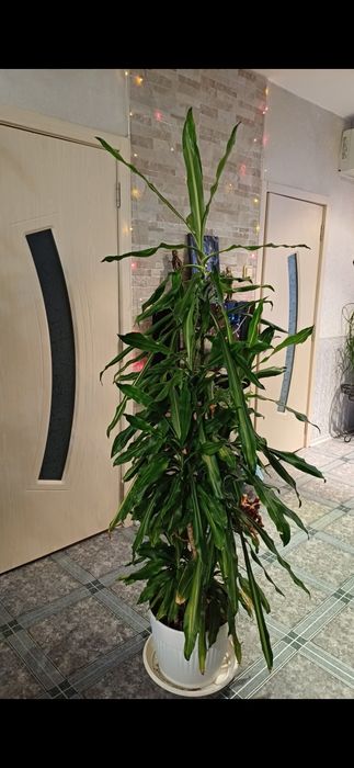 Драцена 11111111