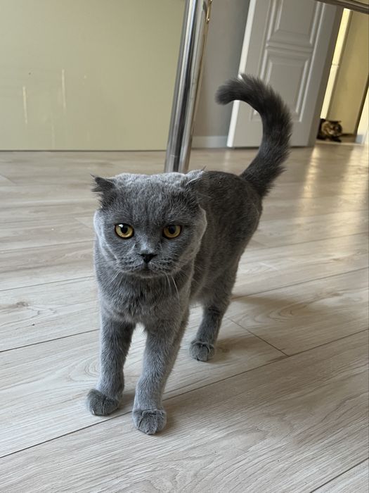 Веслоухая британская кошка