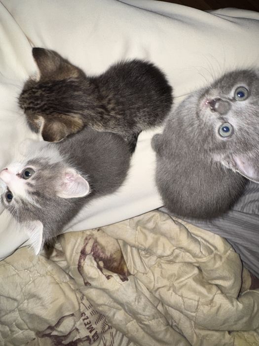 Котёнок кошка кзо