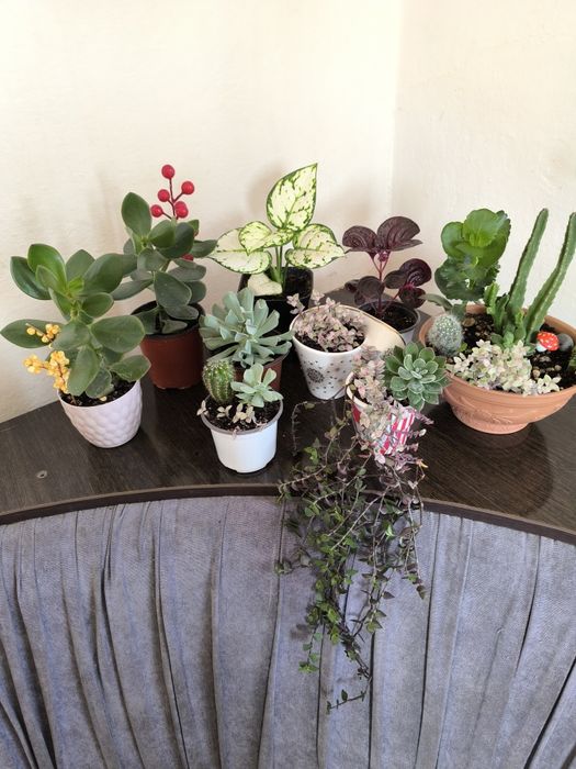 Суккуленты  хороший подарок  недорого