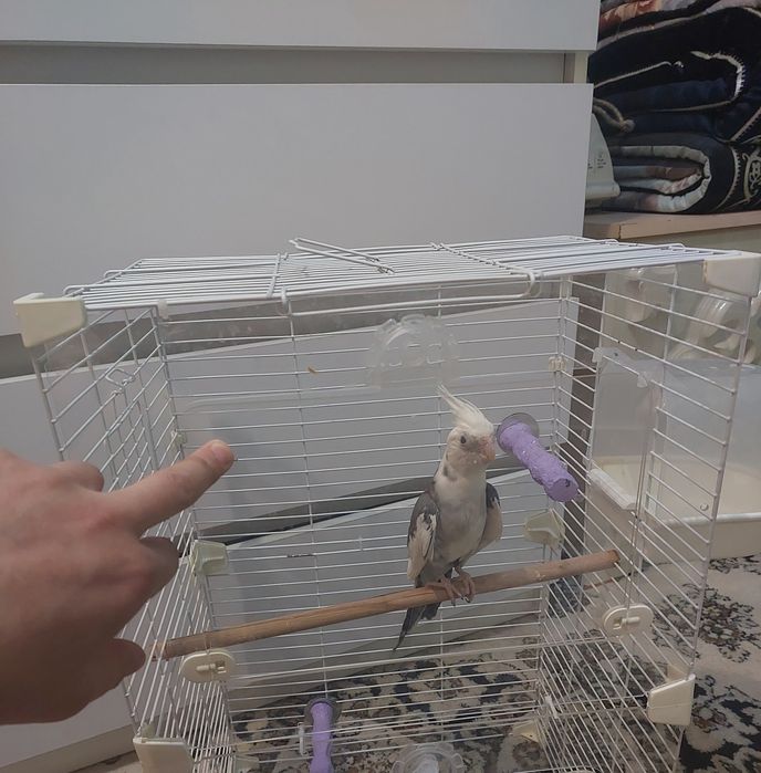 Корела самец продам