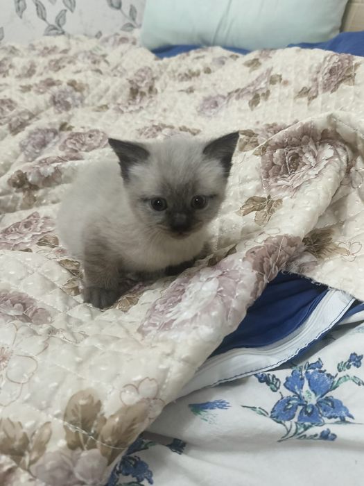Отдам котенка в добрые руки