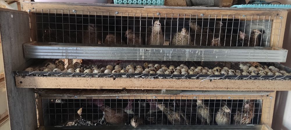 Bedana sotiladi yapon manjur