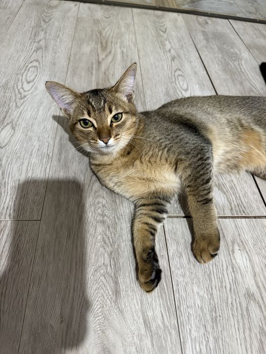 Продаю котенка чаузи