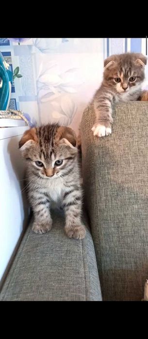 Котята Скотиш Фолд