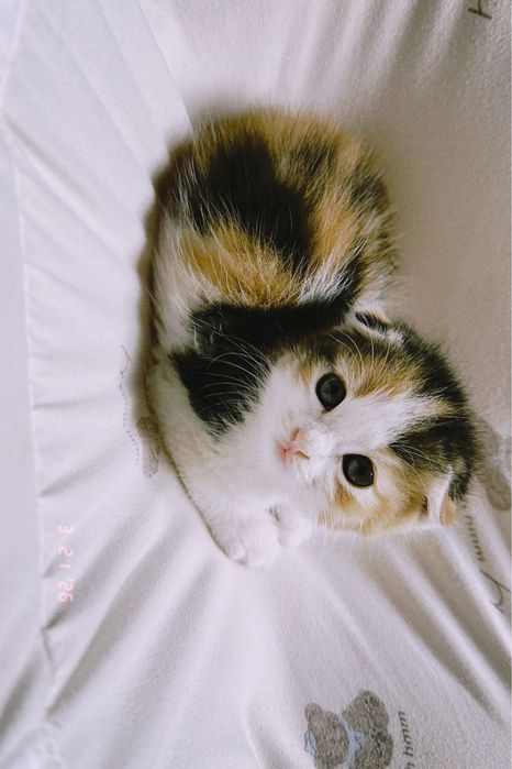 Шотландский котят