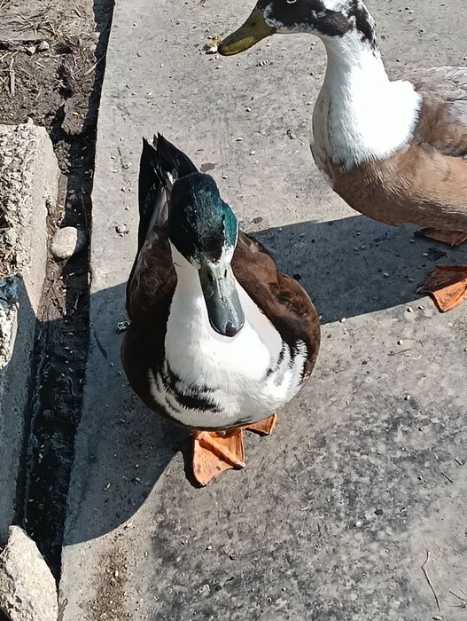 Vând rățoi tineri