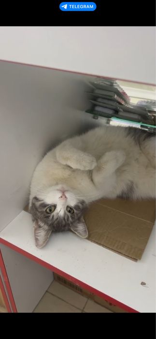 Пристраивается Мурзик. Кастрирован